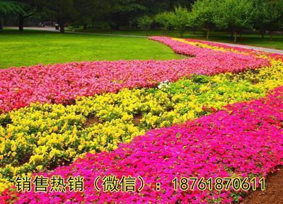皂鲢