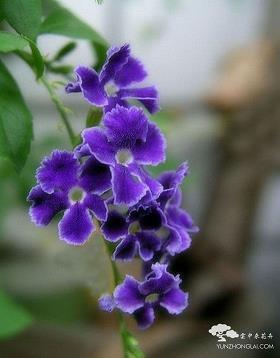 瞀芮