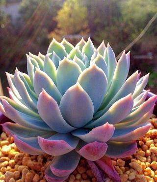 热秀