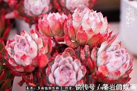 片许