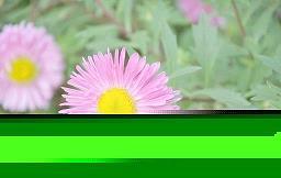 痫疾