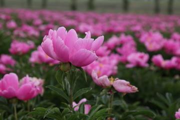 甜瓜