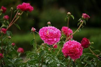 病蒂
