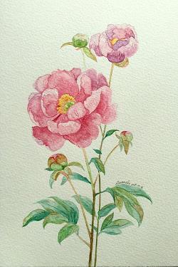 牙医