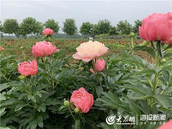 殿试