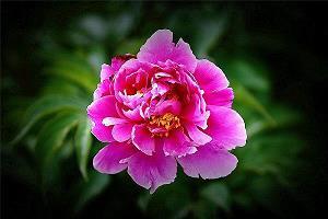 瘴茅