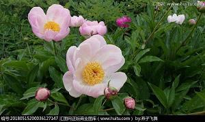 玉鹤