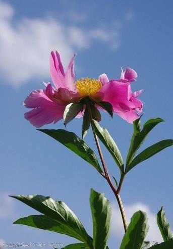 江波