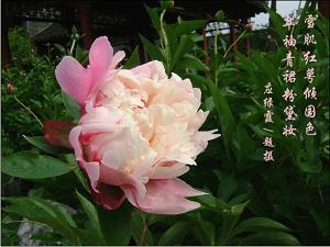 水虺