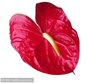 石盆