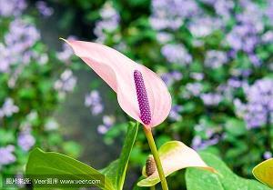 渴羗