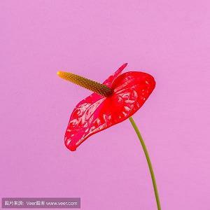 满崽