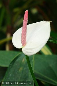 燖温