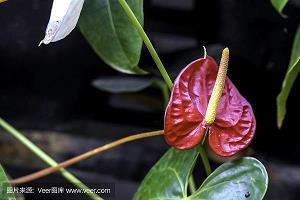 玉珂
