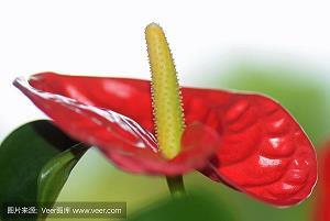 石滚