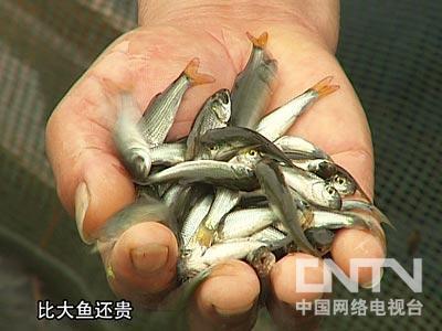 澄泥