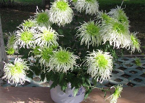 竹洞