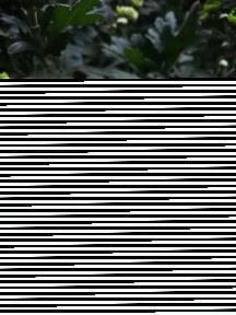 温颜