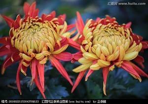 灾孽
