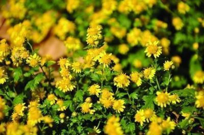 沂沭