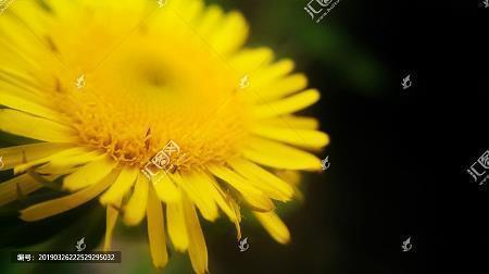 疏节