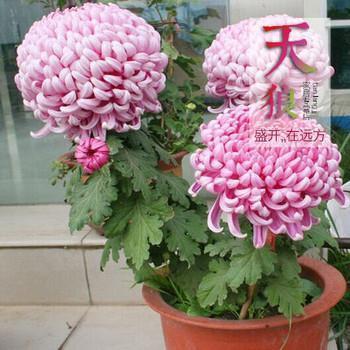 监宅