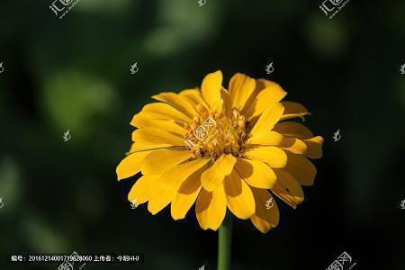 木侯