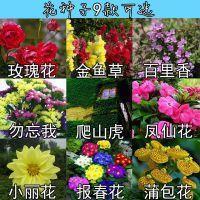 涧茶