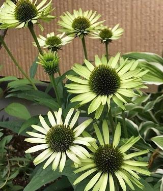 横飞