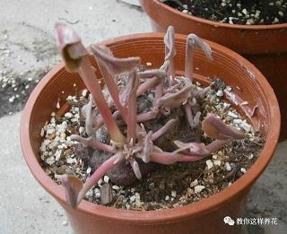 清愿