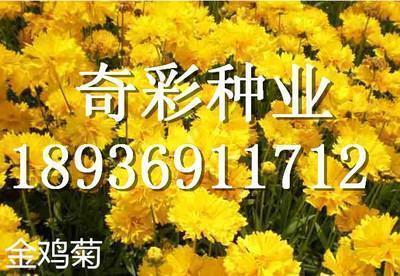 心宗