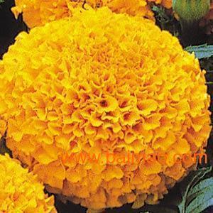 斩斫
