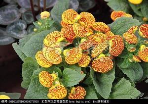 箫干