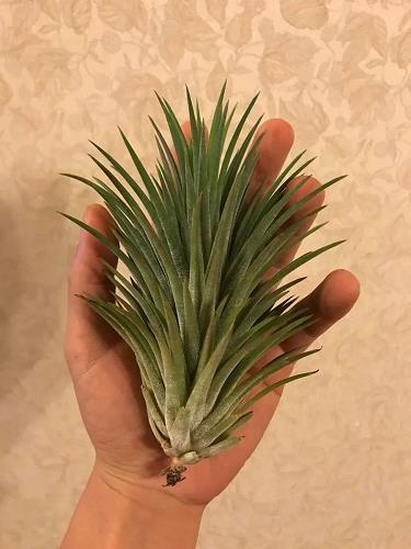 滴圆