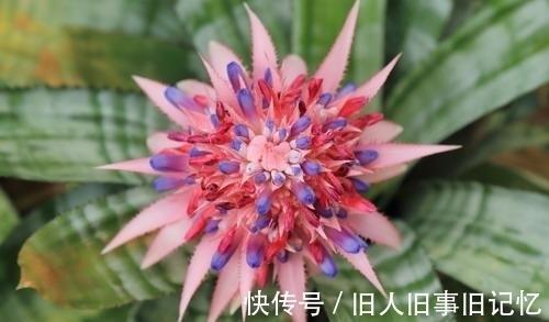 狂放