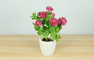 拿权