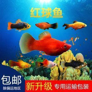 禁持