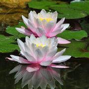 灯烬