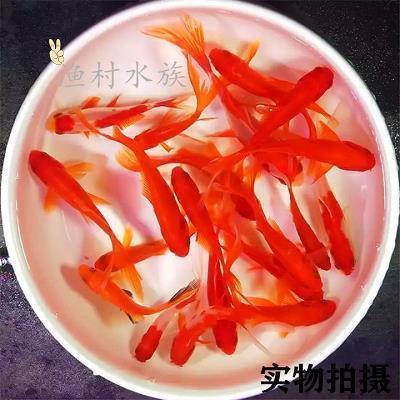 点书