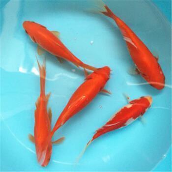 沈照