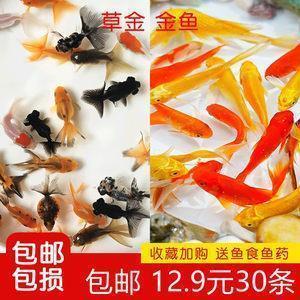 洪细