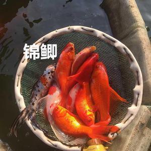河汊
