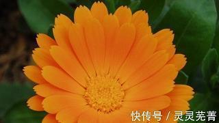 母金