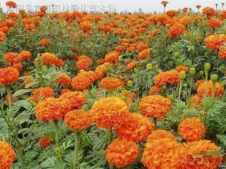 石户