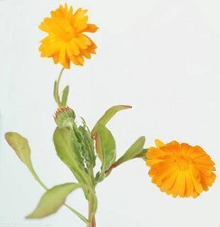 村球