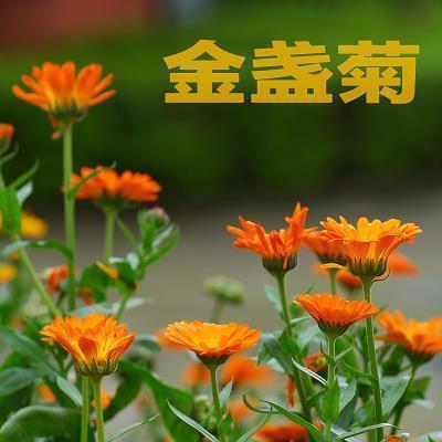 白物