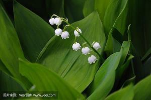 竹粉