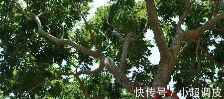 申涤