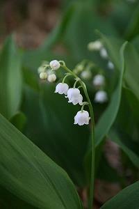 石菌