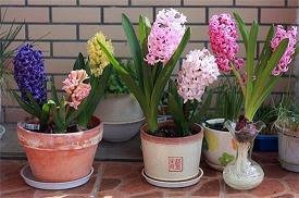 生稻